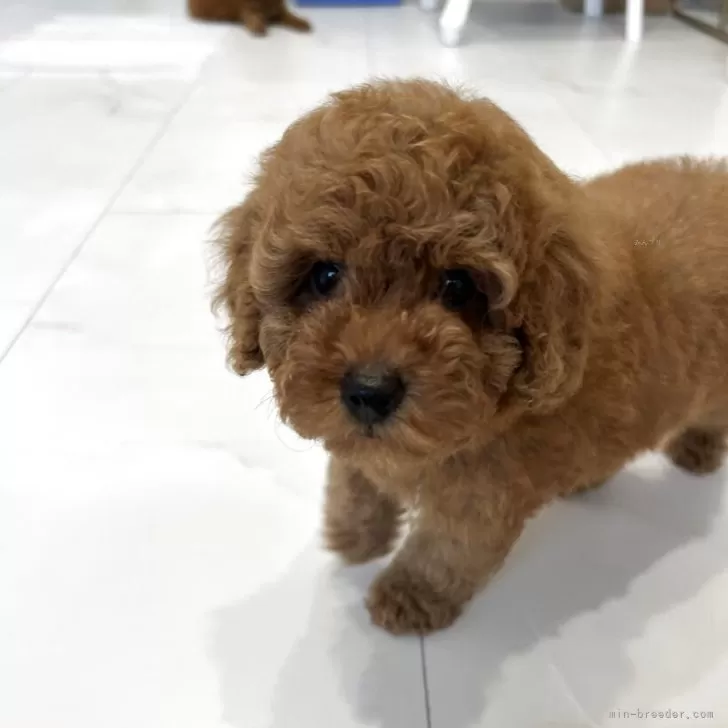 ID:2506-03982の子犬