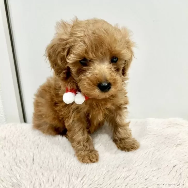 ID:2412-01797の子犬
