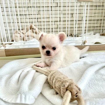チワワ(ロング)【岐阜県・男の子・2025年6月23日・クリームアンドホワイト】の写真「イケメンです😊」