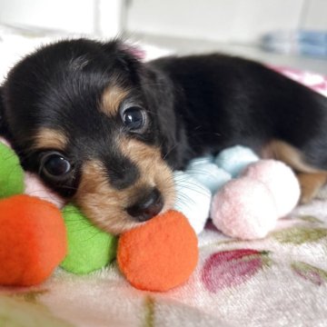 ミニチュアダックスフンド(ロング)【岐阜県・女の子・2025年7月12日・ブラックイエロー】の写真「小さい女の子」