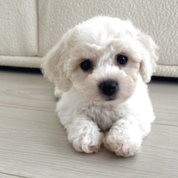 ビションフリーゼ【岐阜県・男の子・2025年9月28日・ホワイト】の写真「父JKCチャンピオン　トイレ覚え始めました」