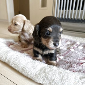 ミニチュアダックスフンド(ロング)【岐阜県・女の子・2025年10月23日・チョコタン】の写真「美人」