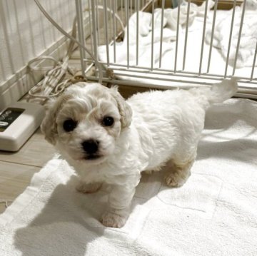 ビションフリーゼ【岐阜県・女の子・2025年9月28日・ホワイト】の写真「父JKCチャンピオン、母JKCチャンピオン直子」