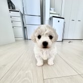 ビションフリーゼ