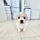 ビションフリーゼ