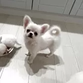 チワワ(ロング)