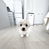 ビションフリーゼ