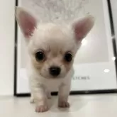 チワワ(ロング)