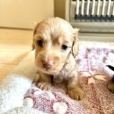 ミニチュアダックスフンド(ロング)