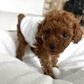 タイニープードル