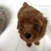 タイニープードル