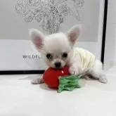 チワワ(ロング)