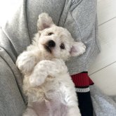 ビションフリーゼ