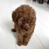 タイニープードル