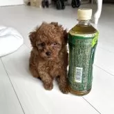 ティーカッププードル