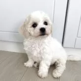 ビションフリーゼ