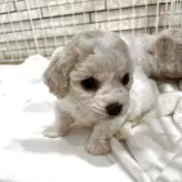 ビションフリーゼ【岐阜県・男の子・2025年9月28日・ホワイト】の写真3