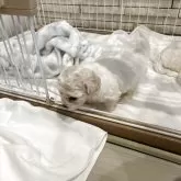 ビションフリーゼ【岐阜県・男の子・2025年9月28日・ホワイト】の写真4