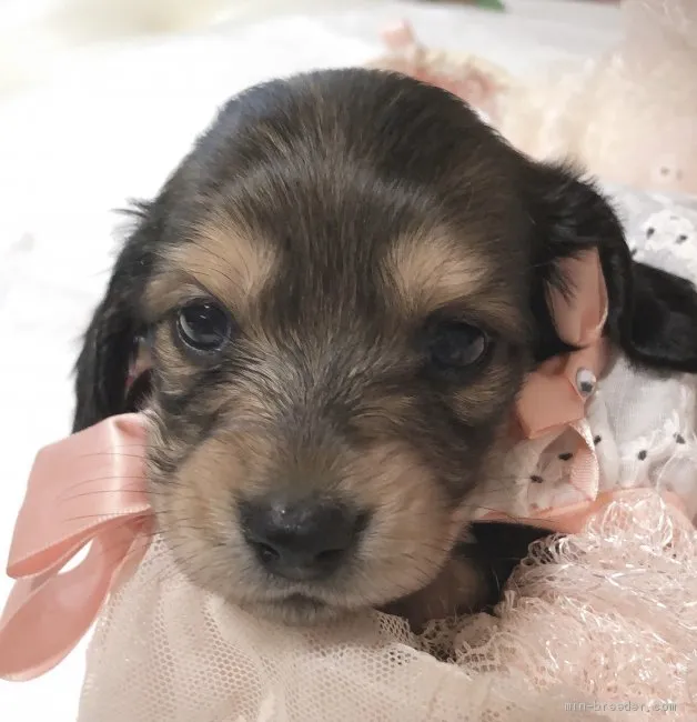 ID:2104-00458の子犬