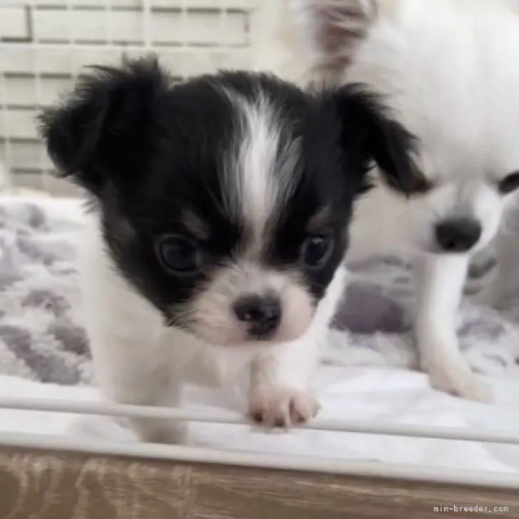 T.H 様のお迎えした子犬