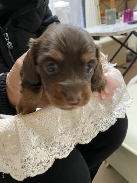 ID：2112-00195の子犬