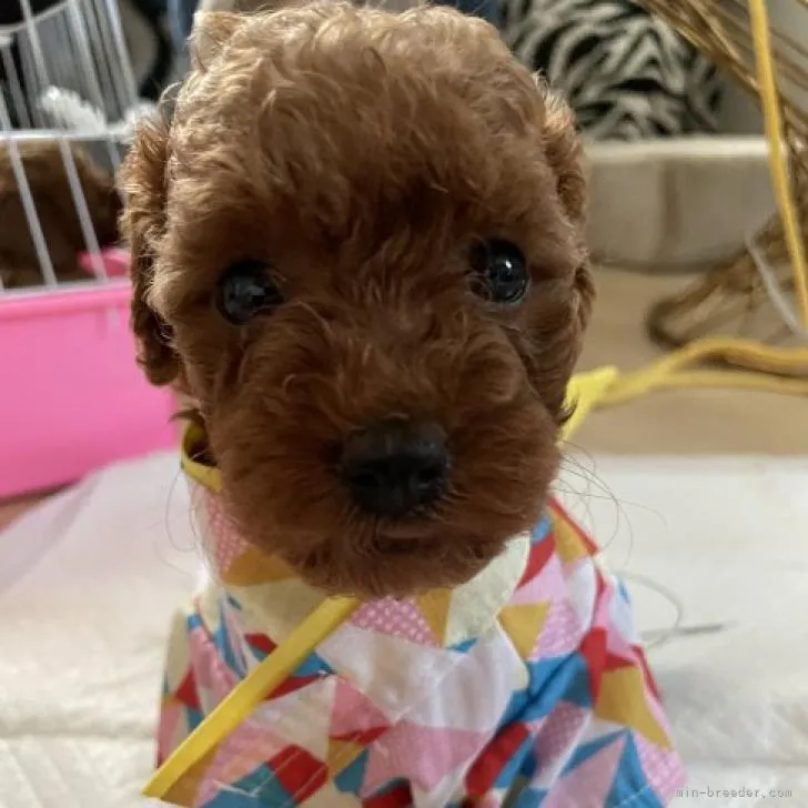 ID：2207-00740の子犬