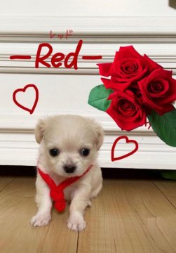 チワワ(ロング)【岐阜県・男の子・2022年3月24日・クリーム】の写真「優しい顔の男の子😊見学は5月16日までです」