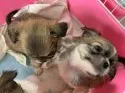 ペキニーズ【岐阜県・女の子・2021年5月6日・フォーン】の写真4