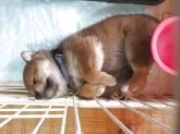 柴犬(標準サイズ)【三重県・男の子・2025年6月21日・赤】の写真11