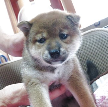 柴犬(標準サイズ)【三重県・女の子・2025年6月21日・赤】の写真「優し目をしている子犬です。」