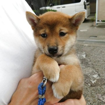 柴犬(標準サイズ)【三重県・女の子・2025年6月21日・赤】の写真「優し目をしている子犬です。」