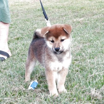 柴犬(標準サイズ)【三重県・女の子・2025年5月6日・赤】の写真「美人さんです。目元が優しい。」