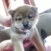 柴犬(標準サイズ)