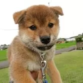 柴犬(標準サイズ)