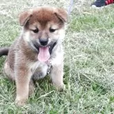 柴犬(標準サイズ)