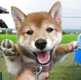 柴犬(標準サイズ)