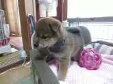 柴犬(標準サイズ)【三重県・男の子・2025年6月21日・赤】の写真4