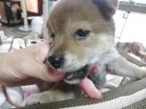 柴犬(標準サイズ)【三重県・男の子・2025年6月21日・赤】の写真8