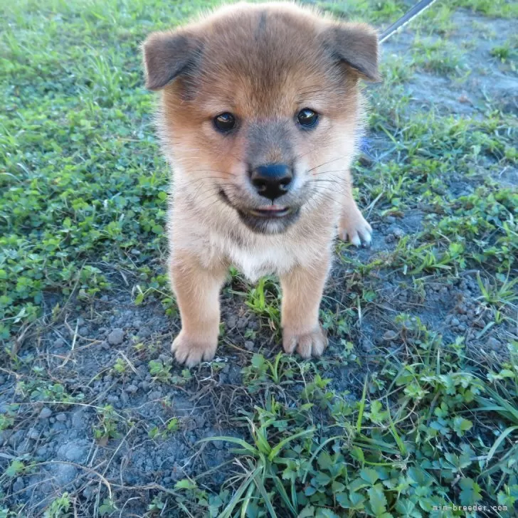 ID：2409-03915の子犬
