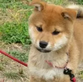 柴犬(標準サイズ)【三重県・女の子・2023年12月13日・赤】の写真1「2/4撮影」