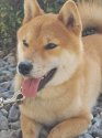 豆柴【・男の子・2020年5月17日・赤】