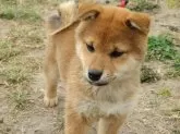 柴犬(標準サイズ)【三重県・女の子・2023年12月13日・赤】の写真3