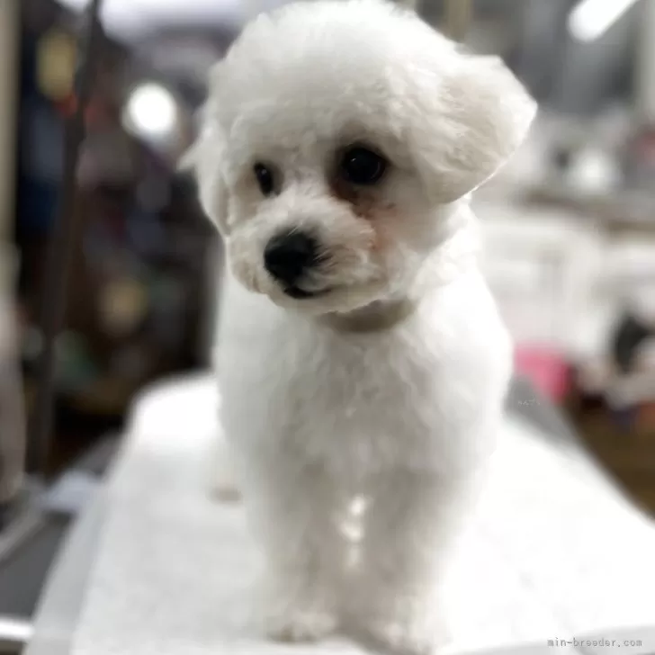M.H 様のお迎えした子犬