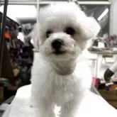 ビションフリーゼ