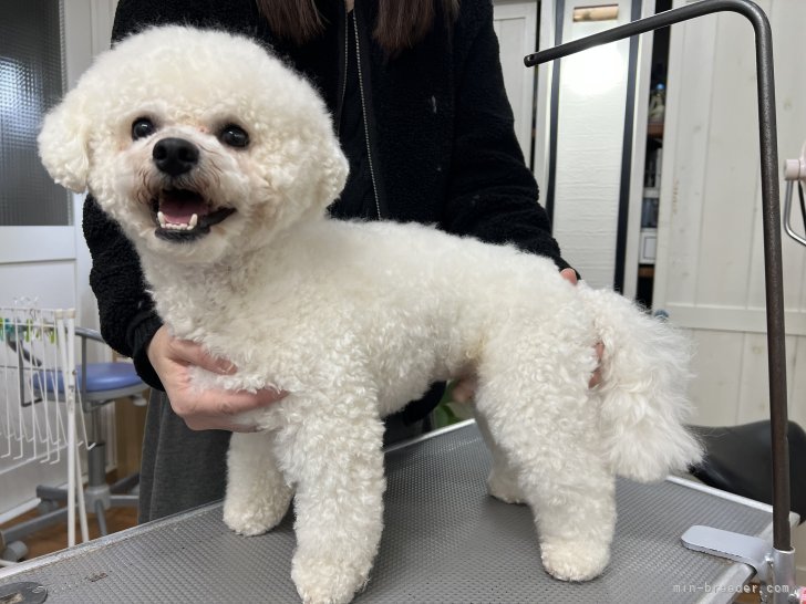 ビションフリーゼ【・男の子・2022年8月5日・ホワイト】