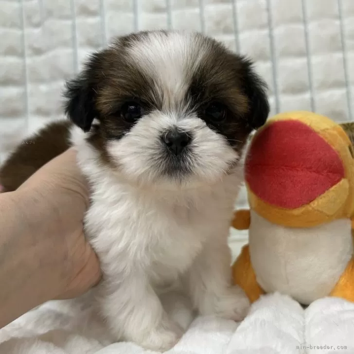 ID：2502-01326の子犬