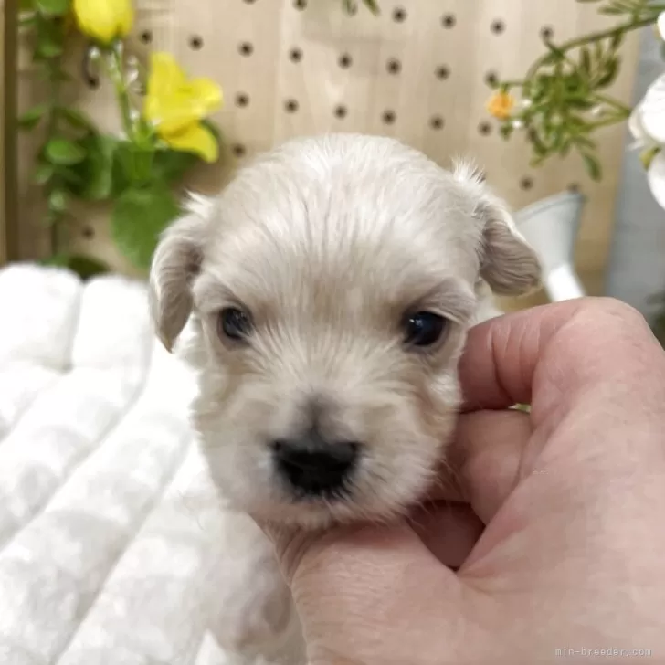 ID：2503-07672の子犬