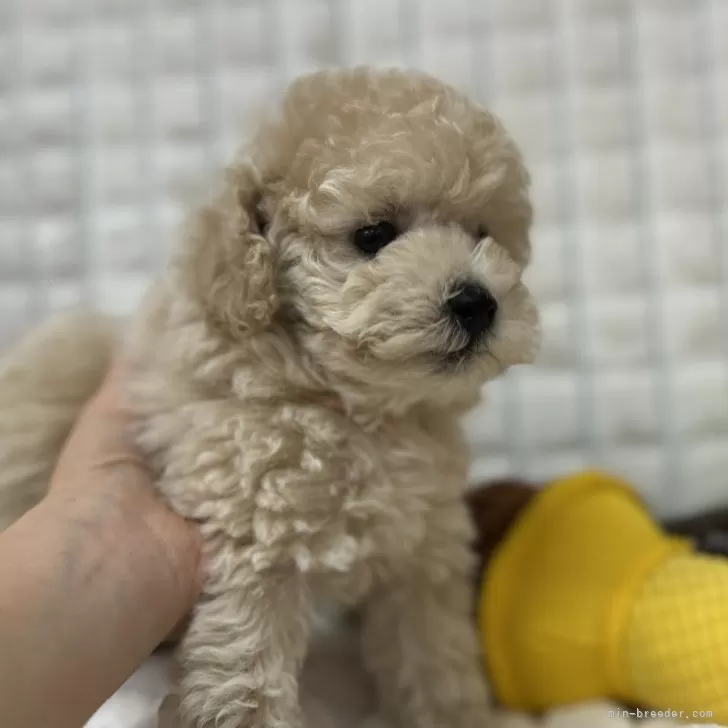 ID：2502-01328の子犬