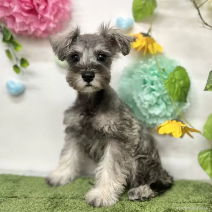 ID:2505-05143の子犬