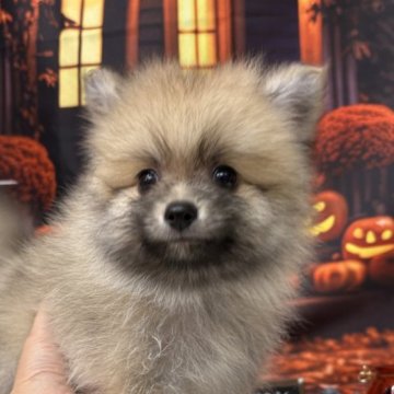 ポメラニアン【北海道・男の子・2025年8月22日・クリームセーブル】の写真「🩵くりくりおめめの男の子🩵」